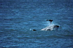 Mamamls: Killer whale / Orca - Playing with captured South