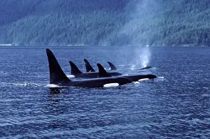 Members: Killer whale / Orca - Pod members resting together;