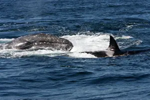 Transient: Killer whale / Orca - A pod of Transient type killer