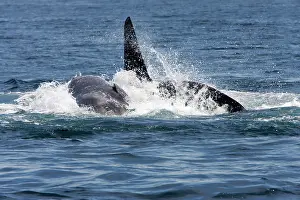 Transient: Killer whale / Orca - A pod of Transient type killer