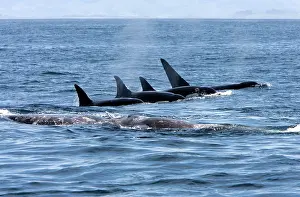 Transient: Killer whale / Orca - A pod of Transient type killer