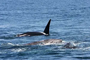 Transient: Killer whale / Orca - A pod of Transient type killer