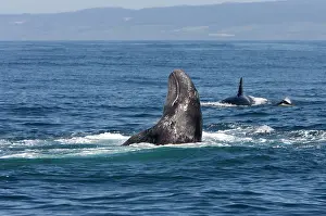 Transient: Killer whale / Orca - A pod of Transient type killer
