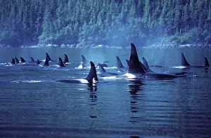 Killer Whale / Orca - Several pods came together