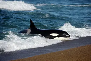 Intelligence: Killer whale / Orca practicing intentional stranding