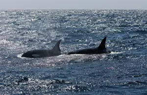 Transient: Killer whale / Orca - Silhouetted against mid-afternoon