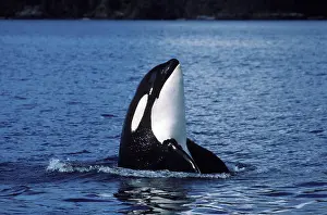Killer whale / Orca - Spyhopping