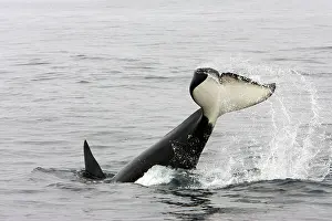 Transient: Killer whale / Orca - tail-lobbing by an adult