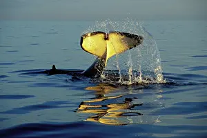 Slapping: Killer Whale / Orca - 'tail slapping', common behavior