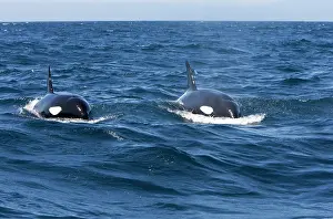Transient: Killer whale / Orca - transient type