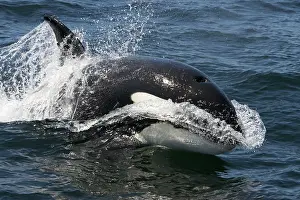 Transient: Killer whale / Orca - transient type