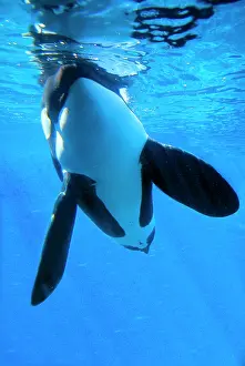Killer Whale / Orca - underwater