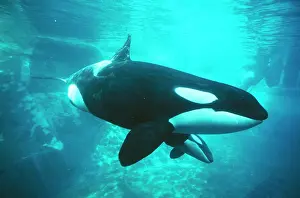 Killer Whale / Orca - underwater