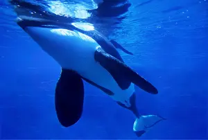 Killer Whale / Orca - underwater