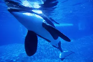 KILLER WHALE / Orca - underwater in Aquarium