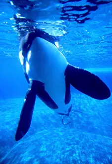 Flipper: KILLER WHALE / Orca - underwater in aquarium