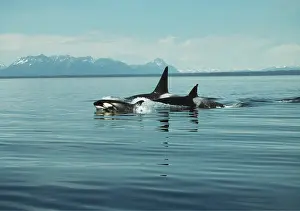 Francois Gohier: Killer Whale / Orcas