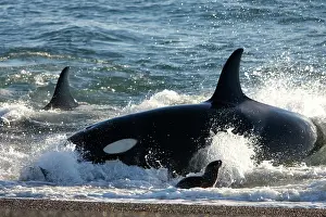 Beached: Killer whale / Orcas - Hunting South American Sealion