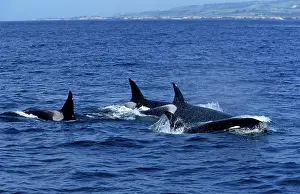 Transient: Killer Whale / Orcas - Pod of Transient Killer Whale / Orcas