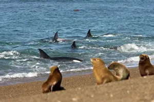 Intelligence: Killer whale / Orcas practicing intentional stranding