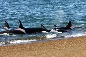 Practicing: Killer whale / Orcas practicing intentional stranding