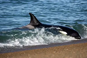 Practicing: Killer whale / Orcas practicing intentional stranding