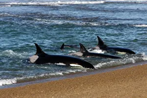 Practicing: Killer whale / Orcas practicing intentional stranding