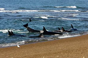 Practicing: Killer whale / Orcas practicing intentional stranding