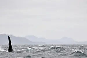 Orcinus: Orca