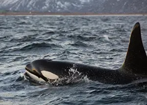 Orcinus: Orca