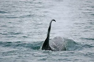 Orcinus: Killer Whale Orcinus orca Prince Williams Sound