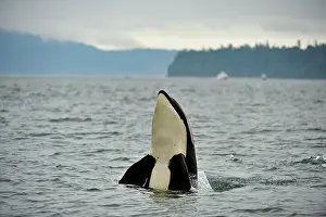 Orcinus: Killer whale (Orcinus orca) in the Puget sound off