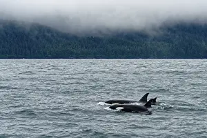 Orcinus: Killer whale (Orcinus orca) swimming on the surface