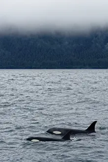 Orcinus: Killer whale (Orcinus orca) swimming on the surface