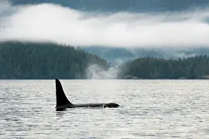 Orcinus: Orca