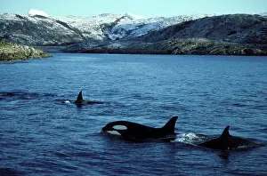 Traveling: Killer Whale - pod traveling near shore
