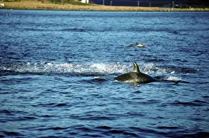 Orcas: Killer Whale - this population of killer whales