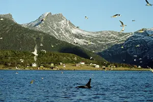 Orcas: Killer Whale - this population of killer whales