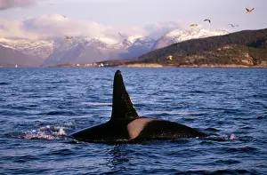 Killer Whale - this population of killer whales