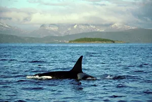 Orcas: Killer Whale - this population of killer whales