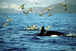 Orcas: Killer Whale - this population of killer whales