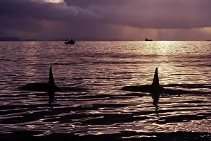 Orcas: Killer Whale - this population of killer whales
