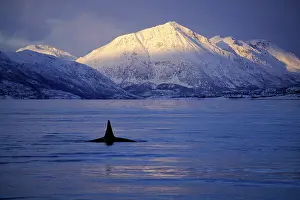 Orcas: Killer Whale - this population of killer whales