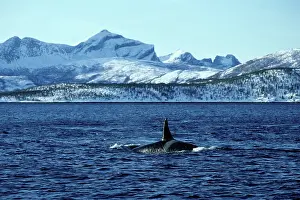 Orcas: Killer Whale - this population of killer whales