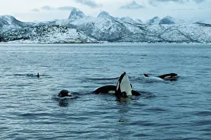 Hopping: Killer whale - this population of killer whales