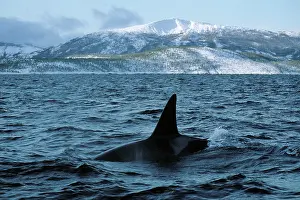 Orcas: Killer whale - this population of killer whales