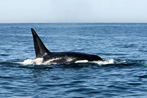 Transient: Killer Whale - Transient type - Adult male