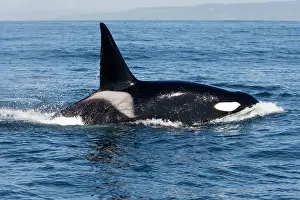 Transient: Killer Whale - Transient type - Adult male