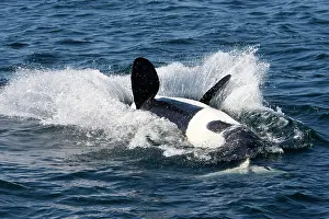 Breach: Killer Whale - Transient type - End of a breach: