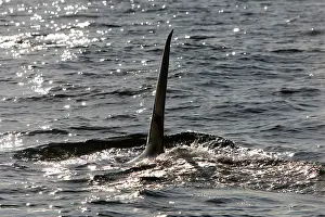 Transient: Killer Whale - Transient type - Tall straight dorsal